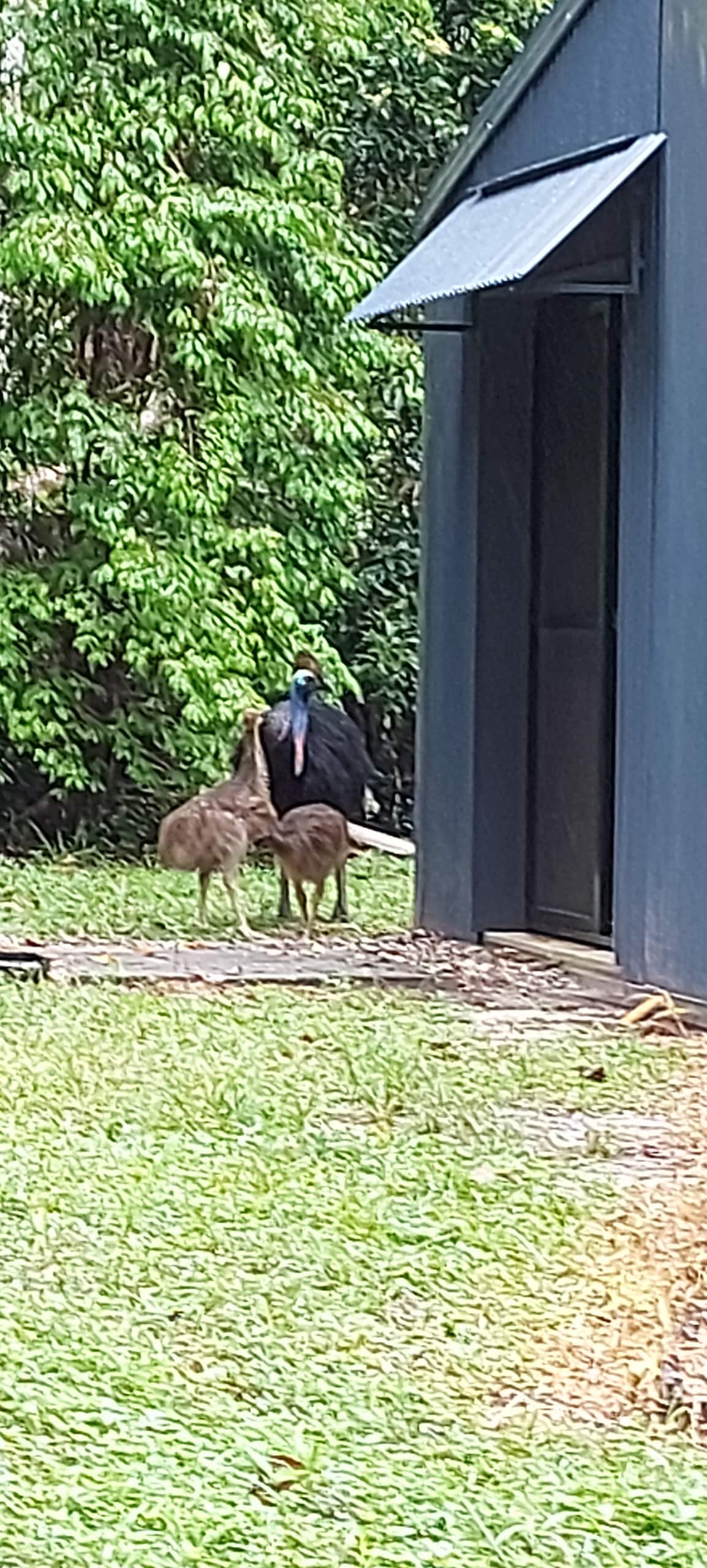Two Cassowary birds are seen standing in a grassy area near a building. Lush green foliage provides a natural backdrop, highlighting the birds' unique features. The building's dark exterior contrasts with the vibrant greenery, creating a serene and wildlife-rich environment.