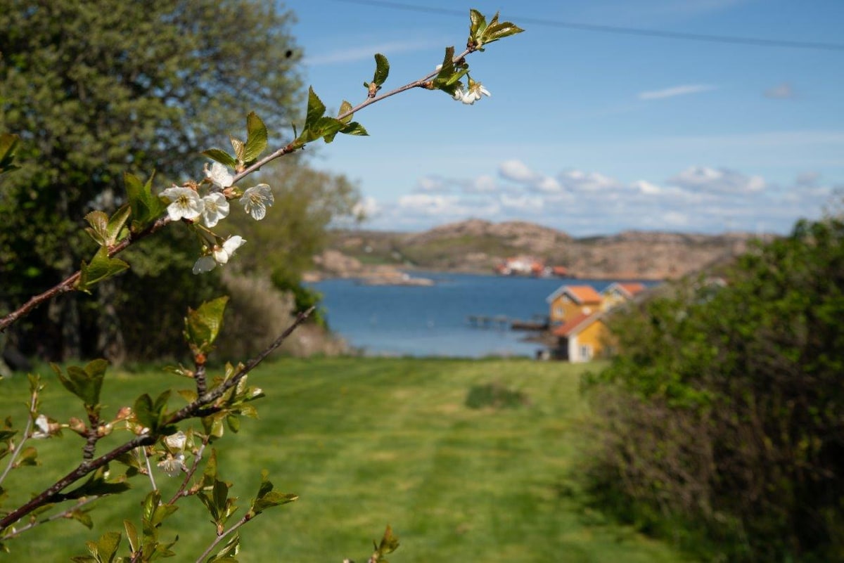 A view of the shoreline is framed by blossoming branches. The grassy landscape leads towards a calm bay, where colorful buildings dot the waterfront. Rolling hills rise in the background beneath a clear blue sky with scattered clouds.