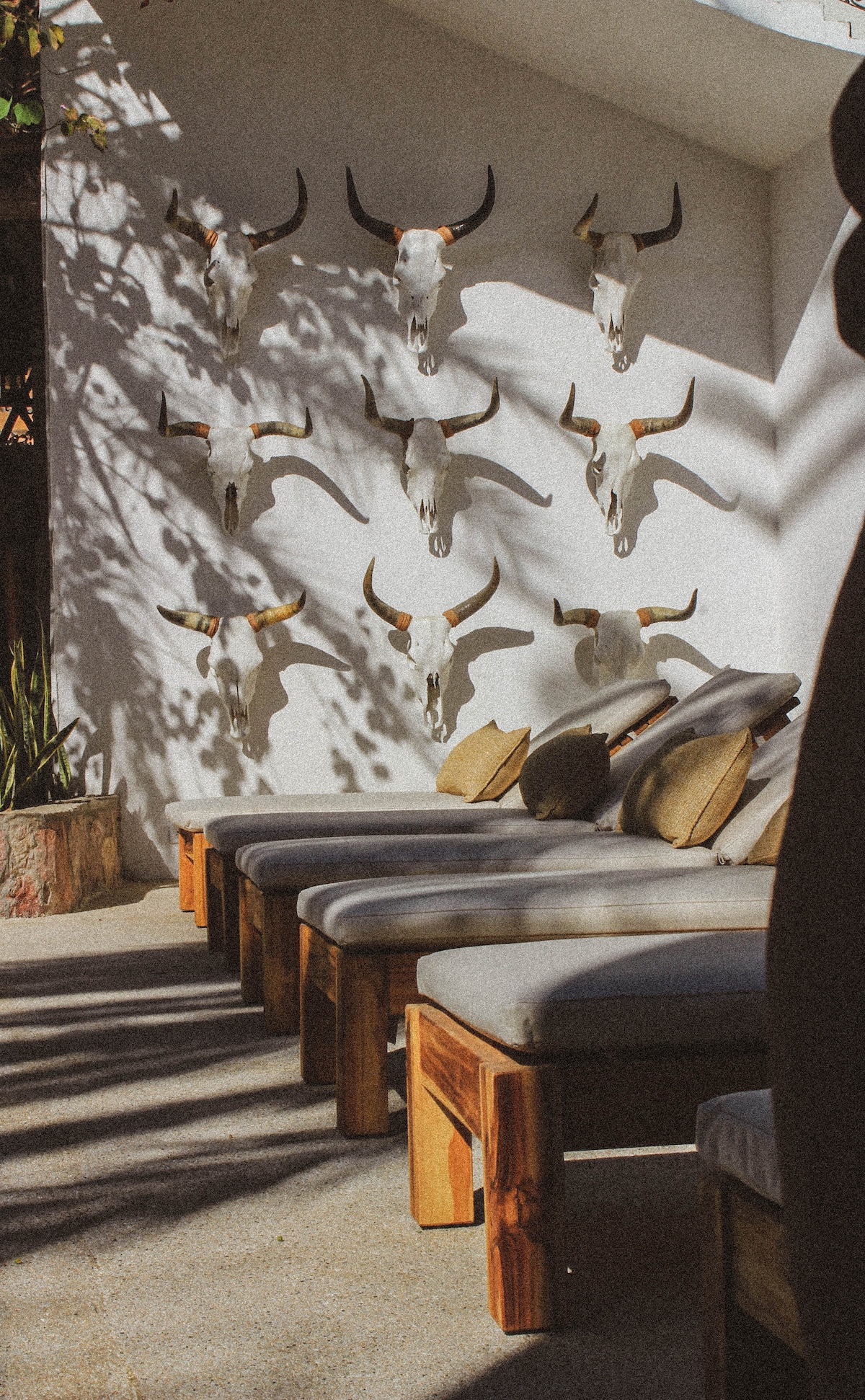 A row of wooden lounge chairs is arranged against a white wall adorned with nine decorative bull skulls. The interplay of sunlight and shadows creates a relaxed ambiance, while cushions on the loungers provide a touch of comfort. Green plants are visible in the background.