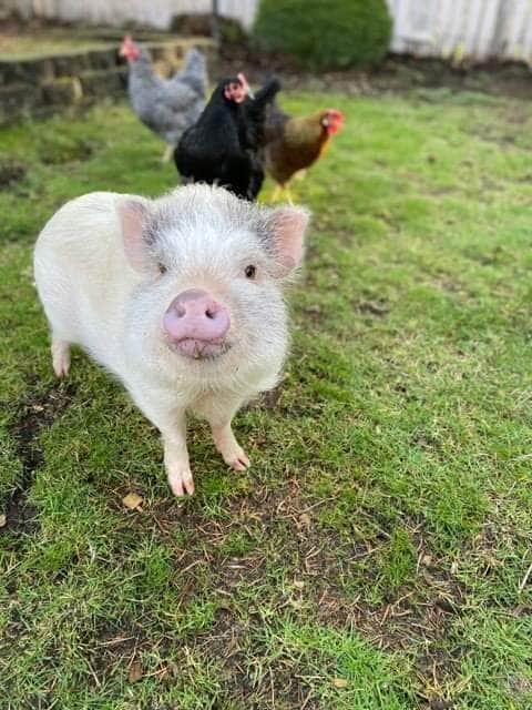 A friendly mini pig is seen in a grassy area, with a group of colorful chickens in the background. The pig has a light-colored coat and a curious expression, while the chickens vary in color and breed, contributing to the lively outdoor scene.