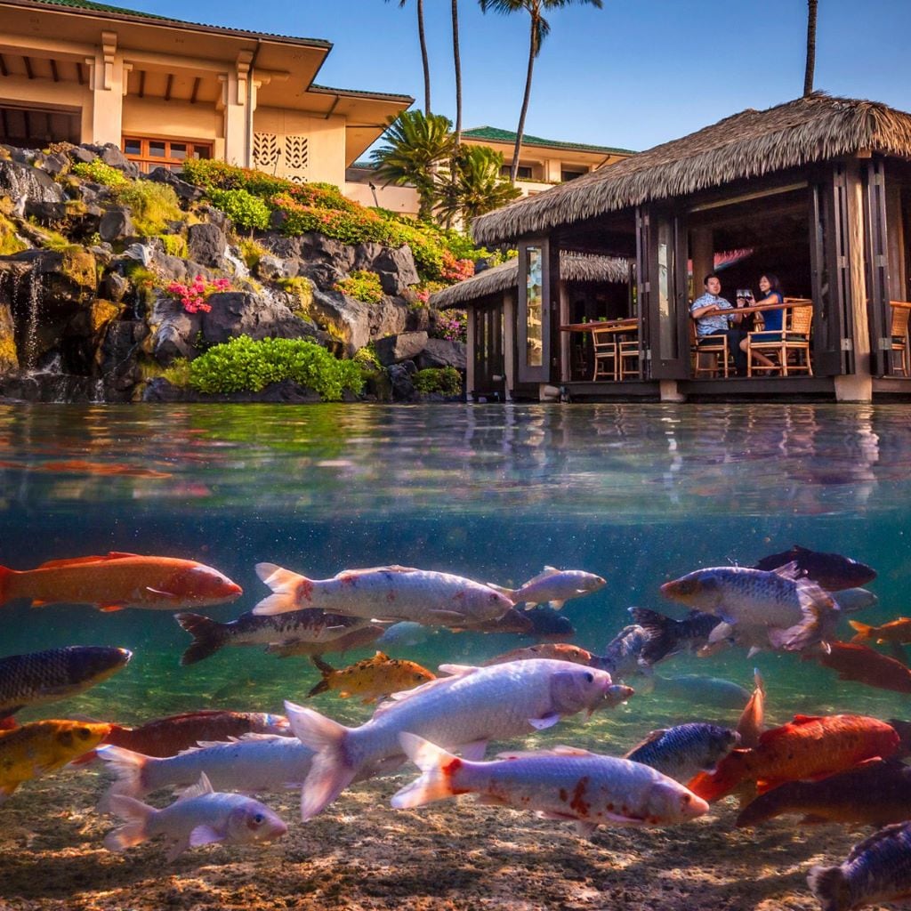 Beneath the water's surface, a diverse group of colorful koi swims gracefully, highlighting the vibrant aquatic life. Above water, a thatched-roof hut is visible, with guests dining while surrounded by lush tropical foliage and a cascading waterfall enhancing the serene atmosphere.