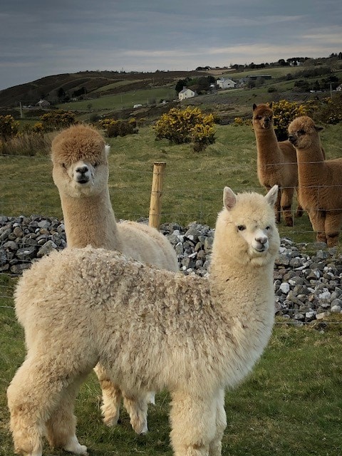 Two fluffy alpacas with light-colored fur are positioned in the foreground, surrounded by green grass. In the background, several other alpacas can be seen standing near a rocky barrier, with rolling hills and distant houses appearing on the horizon.