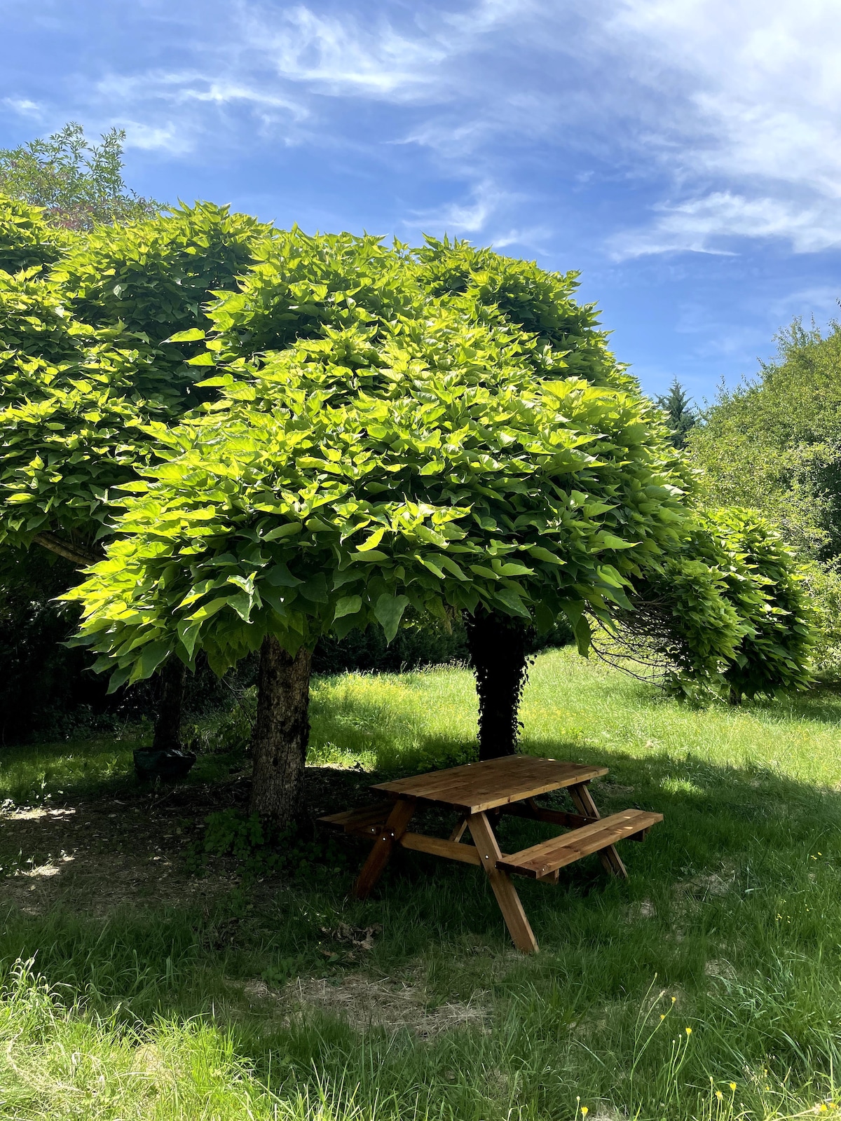 A shaded outdoor area is presented, featuring a wooden picnic table nestled beneath a lush tree with broad, leafy branches. The grassy space surrounding the table is well-maintained, and the sky above is visible, showcasing soft clouds against a blue background.