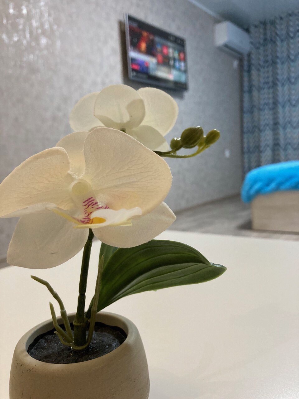 A close-up of a white orchid in a small pot is featured in the foreground. In the background, a bedroom is visible with a light blue bedspread and a wall-mounted television. The room's decor includes subtle textures and a patterned curtain.
