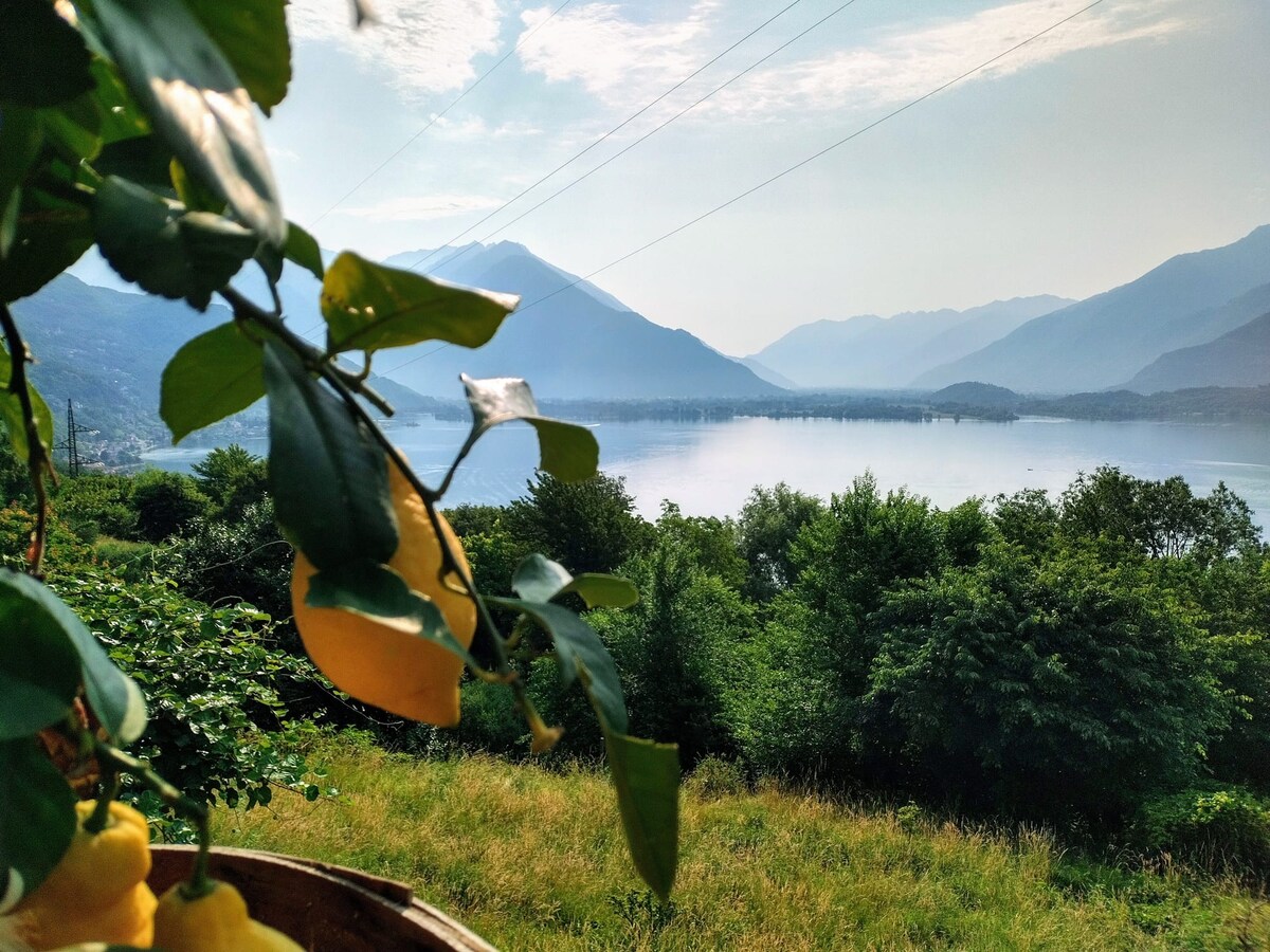 Lush green foliage frames a stunning view of Lake Como, with gentle mountains rising in the distance. Yellow lemons dangle from a branch in the foreground, adding a touch of brightness to the serene landscape beneath a hazy sky.
