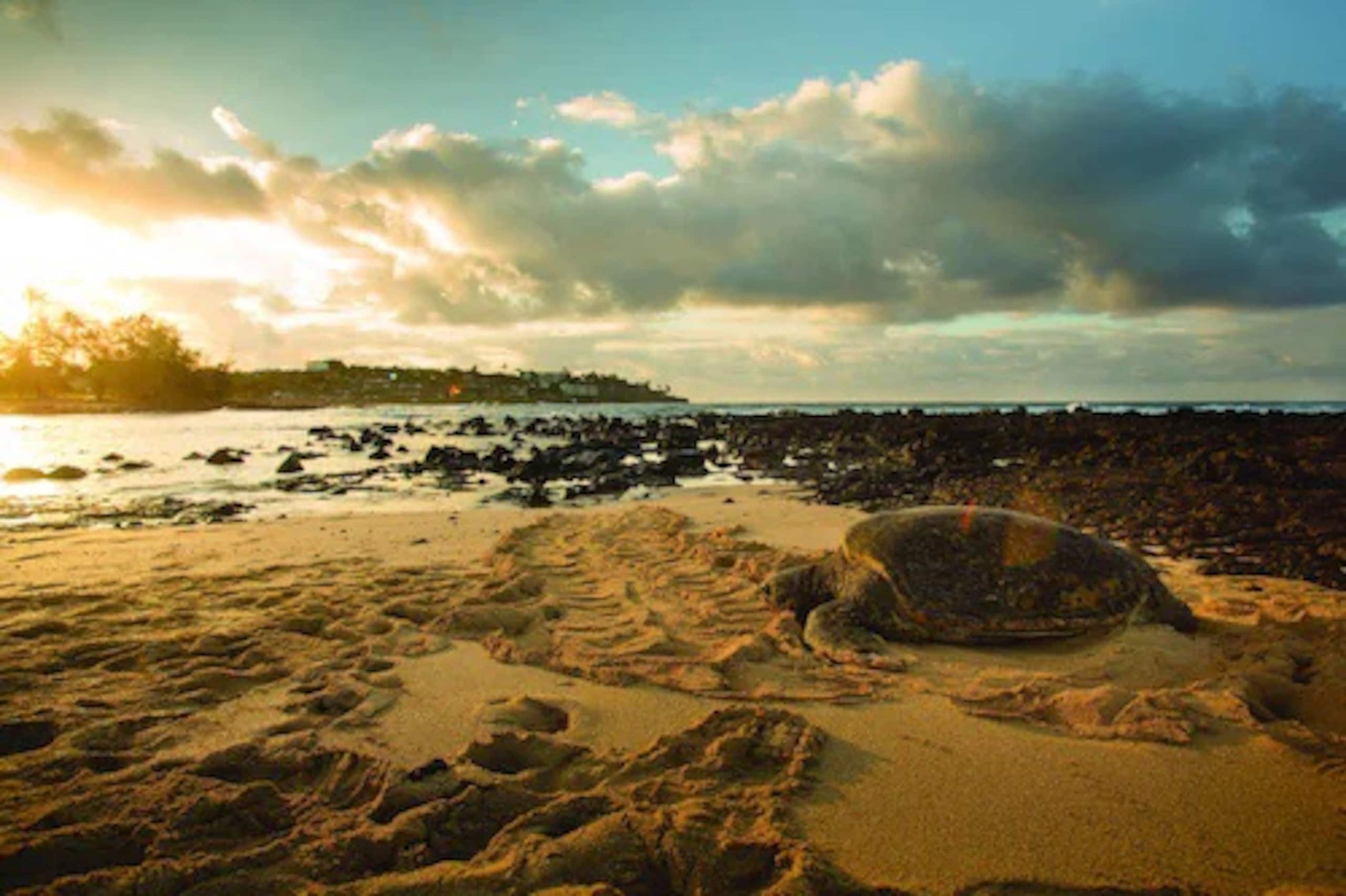 Condo in Koloa · ★5.0 · 2 bedrooms · 4 beds · 2 private baths - Image 34