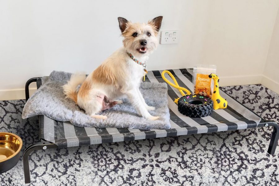 A pet-friendly space is presented with a striped dog bed, featuring a soft grey blanket. Nearby, a cheerful dog sits, accompanied by a yellow toy, a snack bag, and a water bowl, creating a welcoming environment for furry guests.