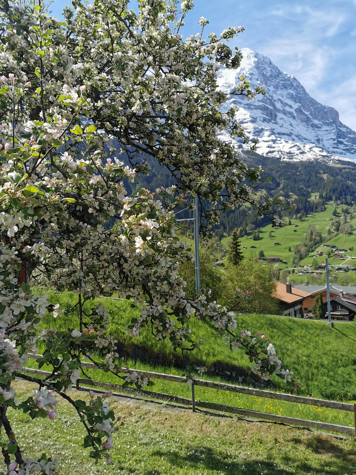 A blooming tree with white flowers is positioned in the foreground, offering a clear view of a snow-capped mountain peak in the background, surrounded by green hills and residential structures. The scene captures a serene blend of floral and mountainous nature.