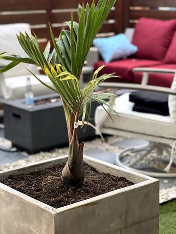 Modern 3 BR 3 BR home with backyard Oasis gallery image 3