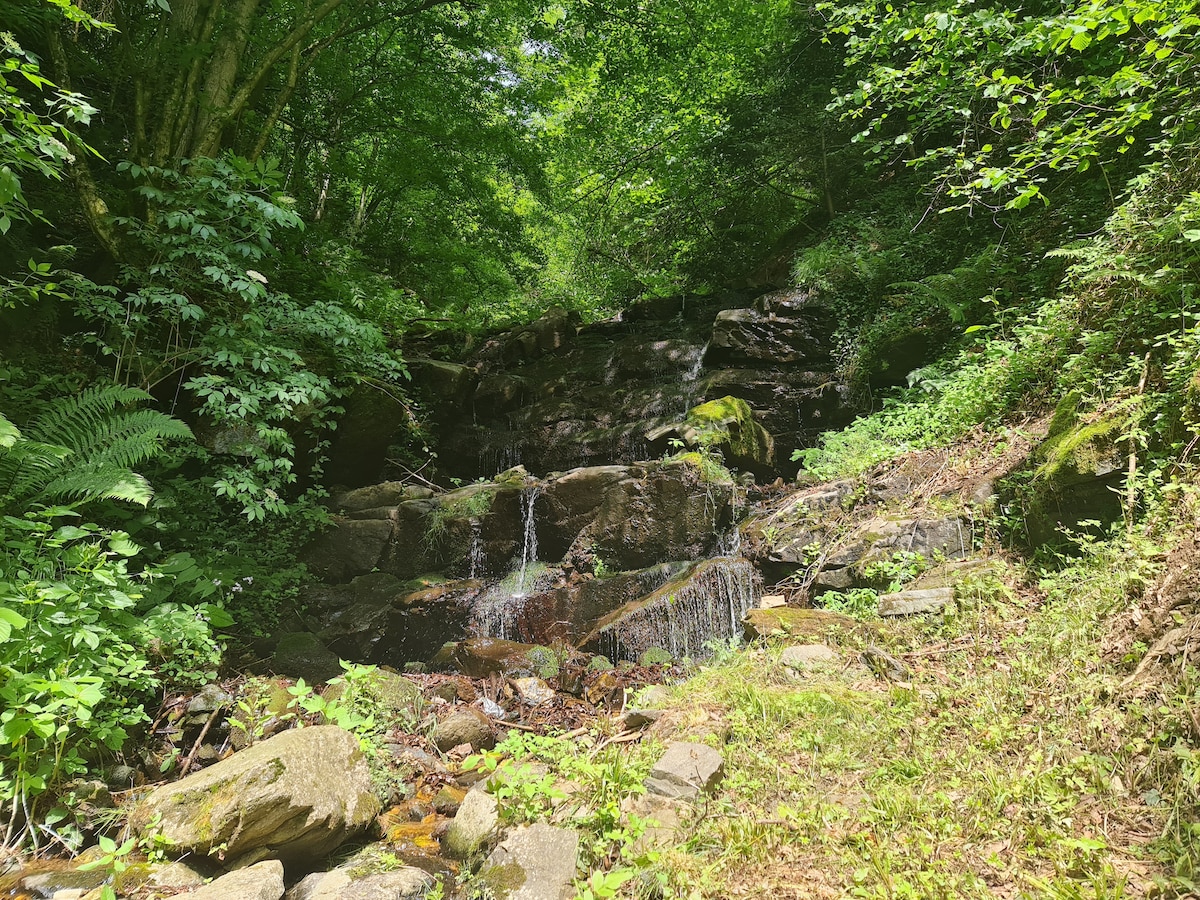 A serene natural landscape features a gently flowing stream cascading over rocks, surrounded by lush greenery and trees. Fragrant ferns thrive in the underbrush, while sunlight dapples the foliage, creating a calming atmosphere. Small stones and moss-covered boulders are visible along the streambed.
