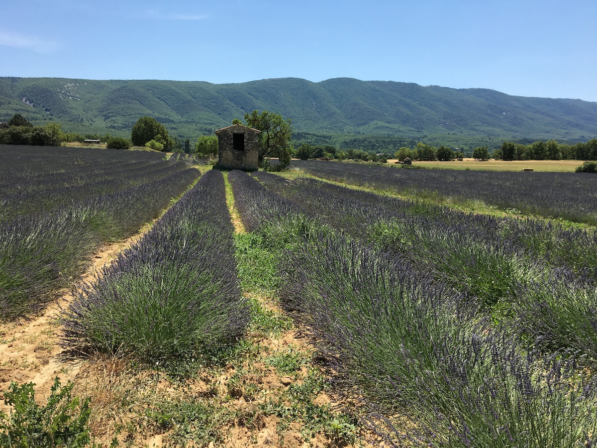 Lavender fields are viewed stretching towards rolling hills in the background. A stone structure stands among the rows of lavender, surrounded by greenery. The landscape is bathed in natural light, highlighting the vibrant colors of the flowers and the serene atmosphere.