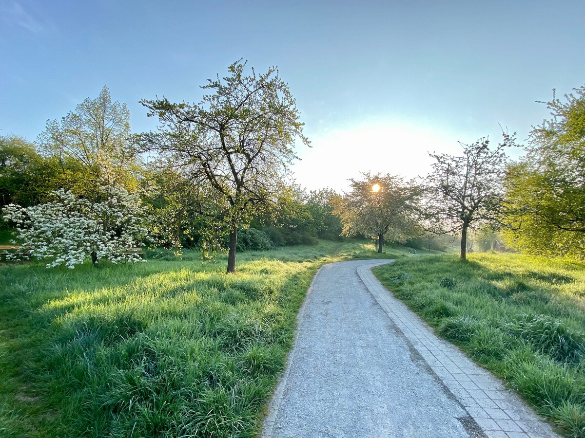 A winding path is bordered by grassy areas and trees, some adorned with blossoms. Soft morning light filters through the foliage, creating a serene atmosphere. A distant sun can be seen rising above the horizon, hinting at a peaceful start to the day.