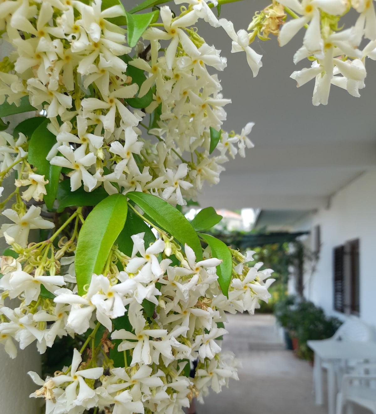 Delicate white flowers are seen cascading down from a leafy vine, adding a touch of natural beauty to the exterior. A glimpse of the pathway and seating area can be observed in the background, inviting tranquility.