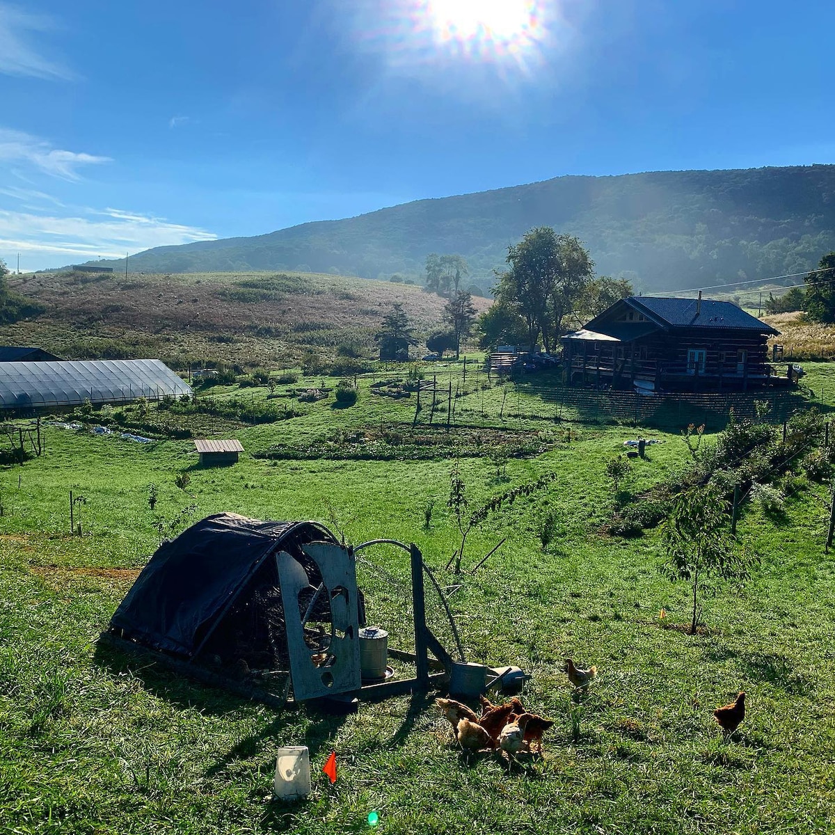 A sunny farm scene features a range of greenery with rolling hills in the background. In the foreground, chickens forage near a mobile coop, while rows of crops and a greenhouse are visible in the distance under a clear blue sky.