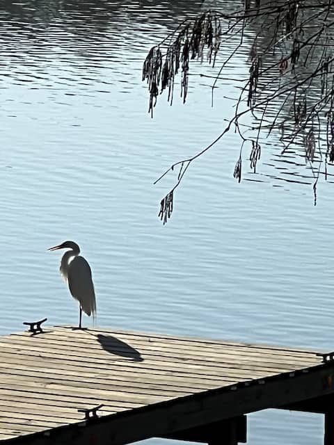 Successful Airbnb property: Kingwood Cottage - 10 mins from IAH - Water Front in Kingwood Area