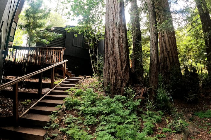 The Baby Black Sheep Cottage - Bonus Space with a foldout Queen bed, kitchenette, closet and bathroom.