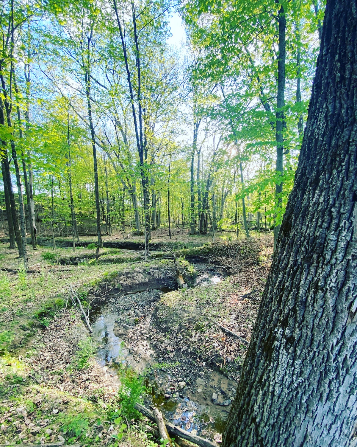 Bluming Fields Home on a 150acre horse farm Houses for Rent in