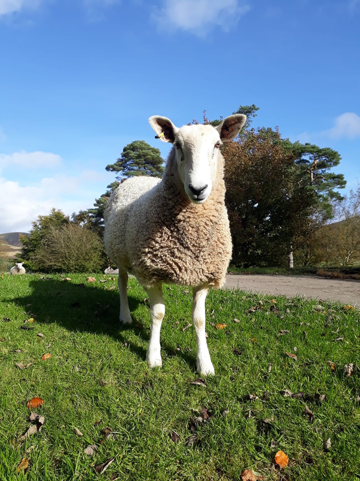 A sheep stands on a grassy area, showcasing a fluffy, cream-colored fleece. The background features trees and open space under a clear blue sky, contributing to a serene rural landscape.