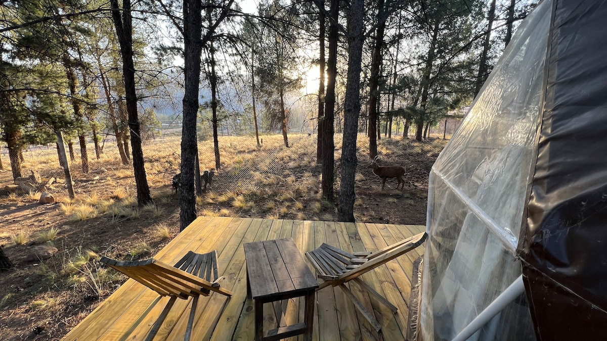 A wooden deck features two lounge chairs and a small table, surrounded by tall pine trees. The sun sets in the background, casting warm light across the landscape, where a deer can be seen grazing nearby.