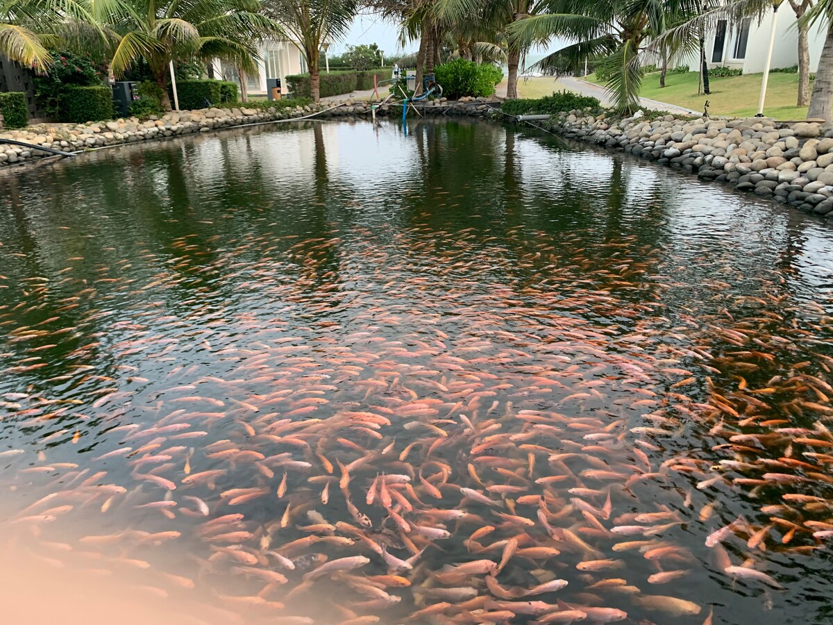 A serene pond is filled with a large school of fish, their pink hues reflecting on the water's surface. Surrounding palm trees and neatly arranged stones create a tranquil atmosphere, giving a sense of harmony between nature and the property.