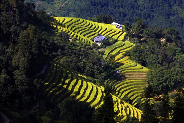 Terraced rice fields cascade down the hillside, displaying vibrant shades of green and gold. Nestled among the fields, simple structures can be seen, surrounded by lush trees and the natural beauty of the mountainous landscape.