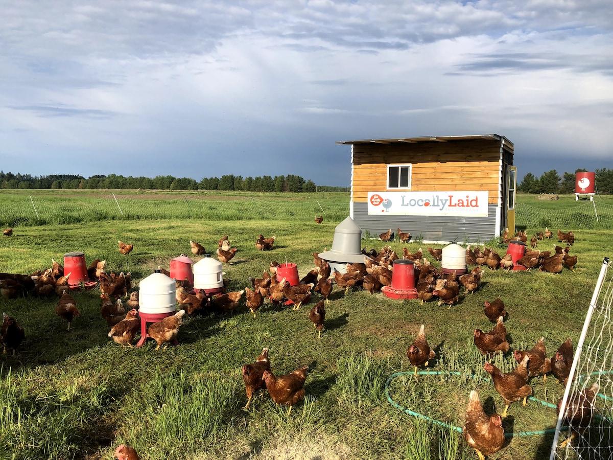 AirBnBAWK! The NEST Locally Laid Egg Company Tiny houses for Rent