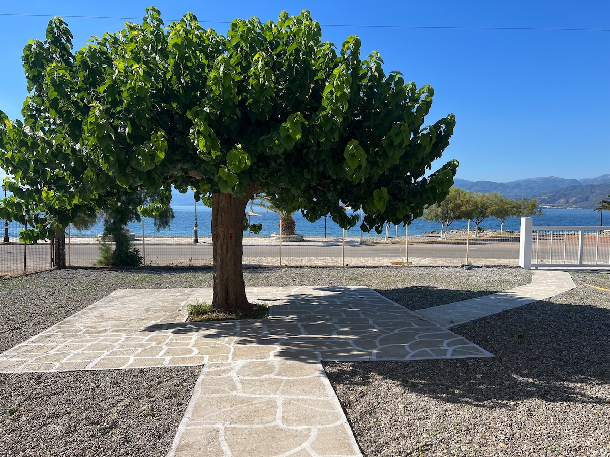 A large leafy tree stands centrally in a gravel area, with a well-defined stone path leading towards it. The view beyond features the sea, framed by distant mountains under a clear blue sky.