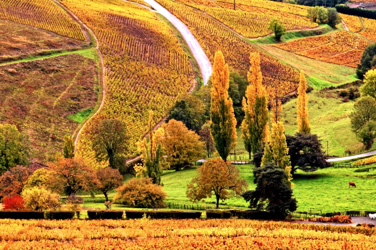 A scenic landscape features rolling hills covered in vibrant autumn foliage. Rows of grapevines stretch across the fields, alongside clusters of trees displaying varied colors. A winding road can be seen meandering through the countryside, enhancing the rural charm of the area.