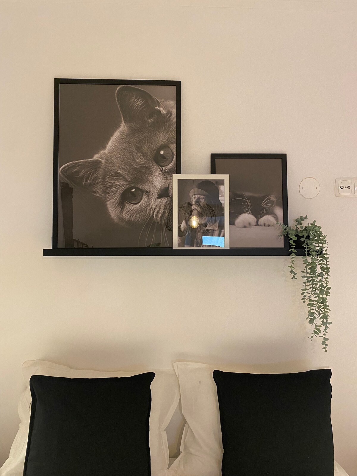 A shelf positioned above a bed displays three black-and-white framed photographs of cats. A small potted plant provides a touch of greenery. The bedding features contrasting black and white cushions, enhancing the room's modern aesthetic.