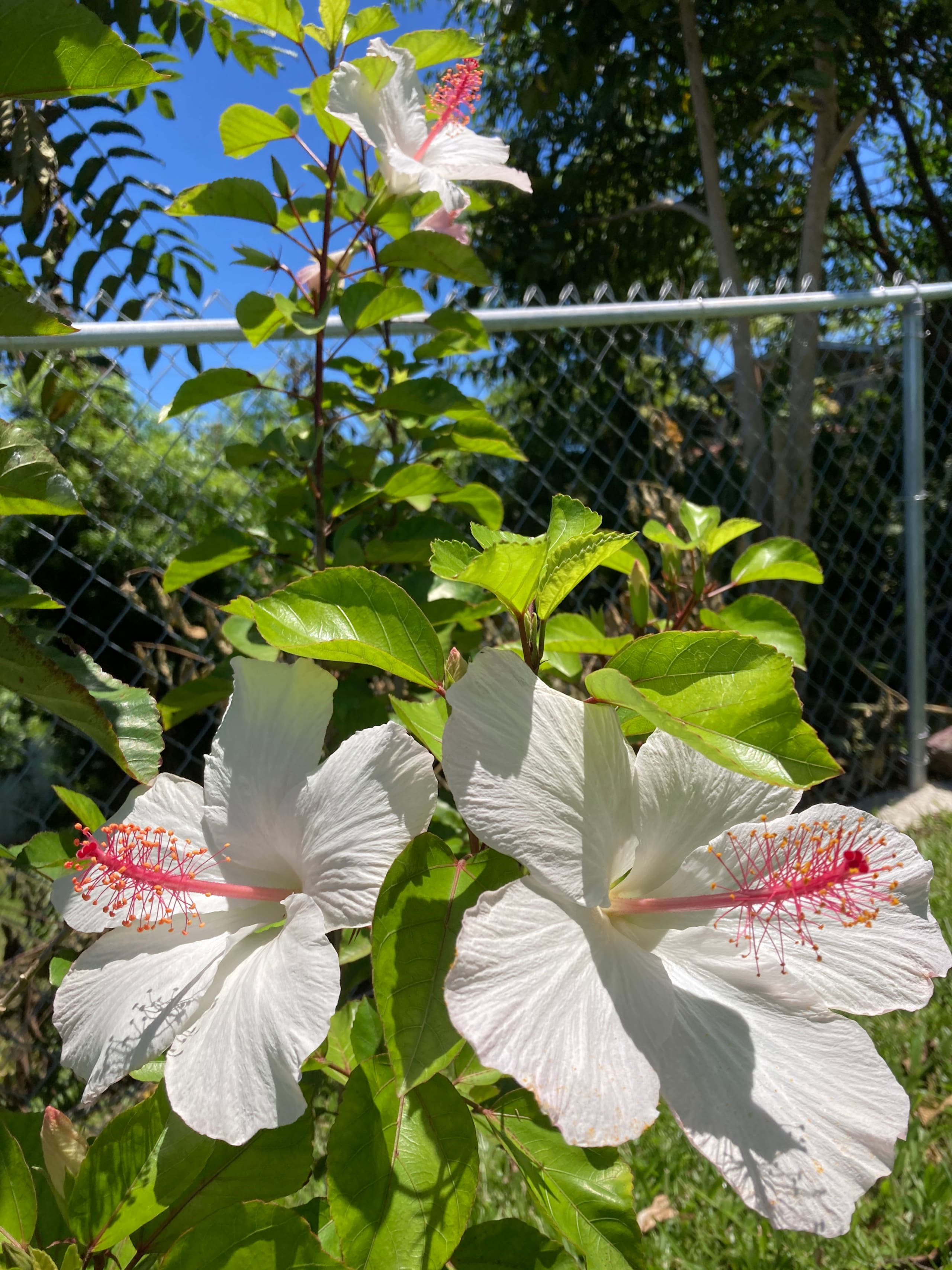 Fully Remodeled Spacious Suite in Hilo W/AC - Image 14