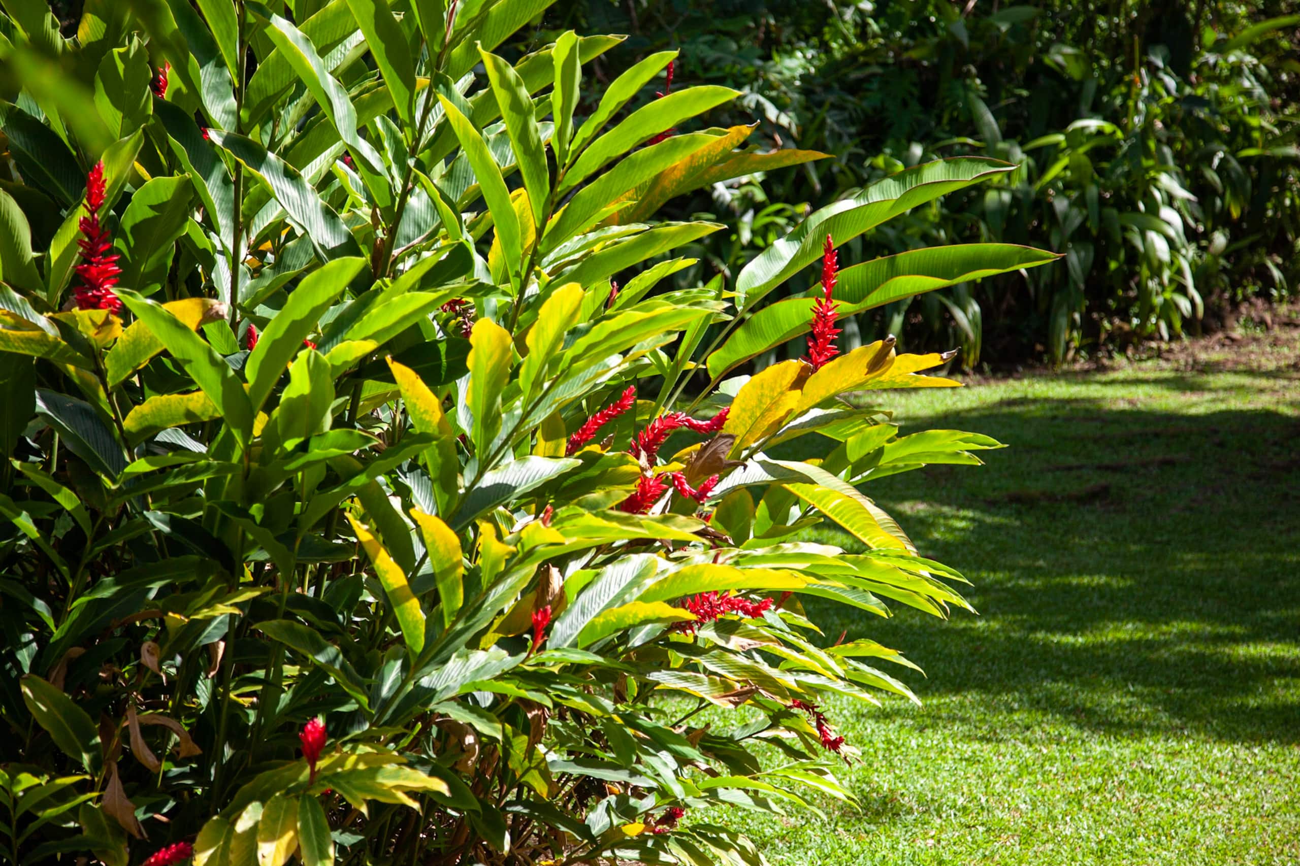 Home in Hanalei · ★4.98 · 4 bedrooms · 4 beds · 2 baths - Photo 27