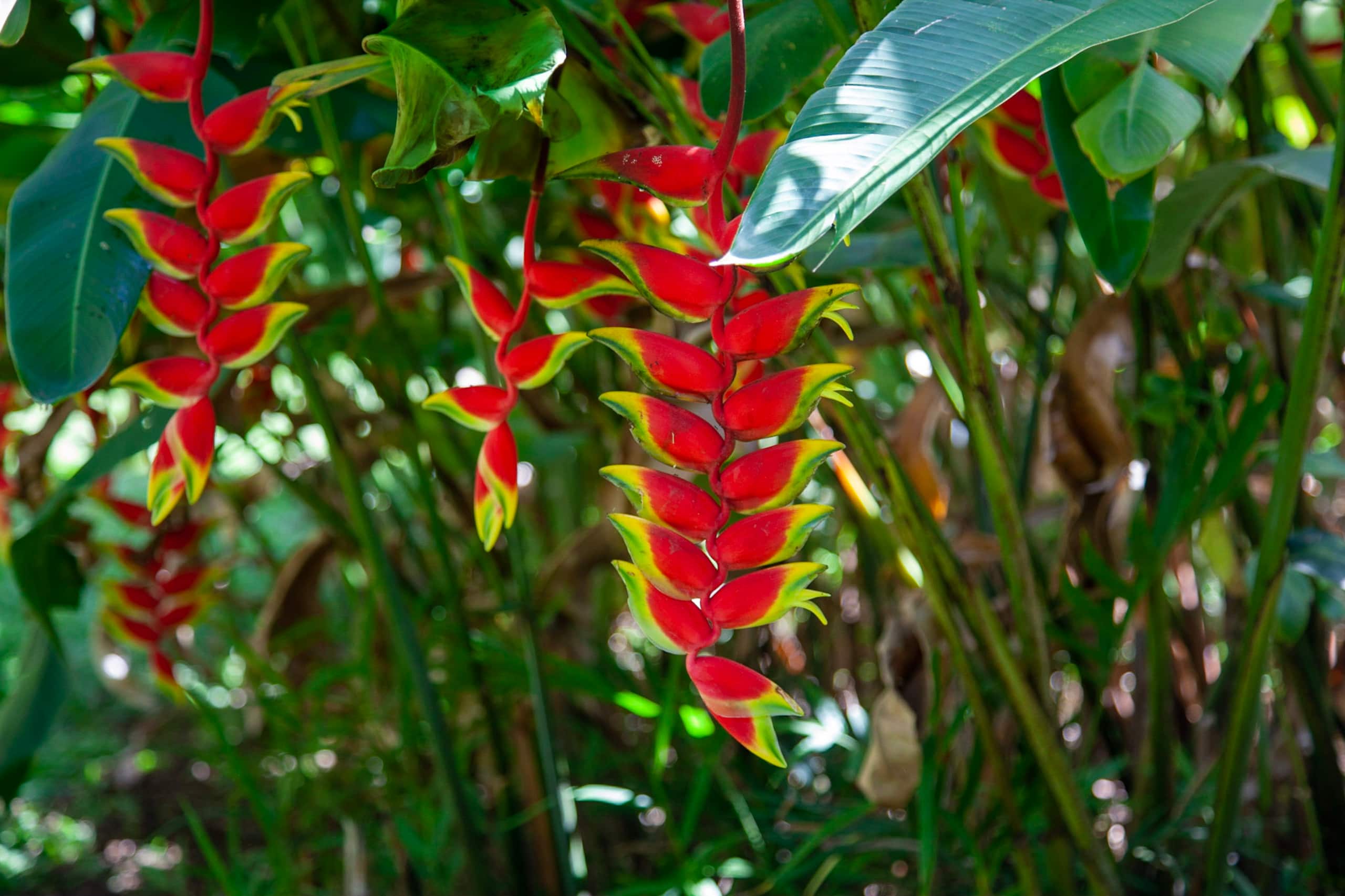Home in Hanalei · ★4.98 · 4 bedrooms · 4 beds · 2 baths - Photo 29