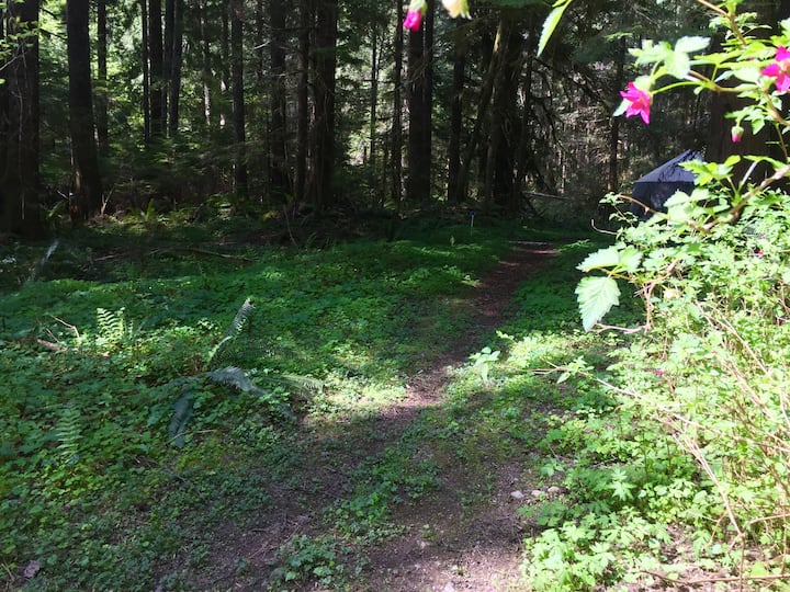 Top 4 Yurts Near Mount Rainier, Washington Updated 2024 Trip101