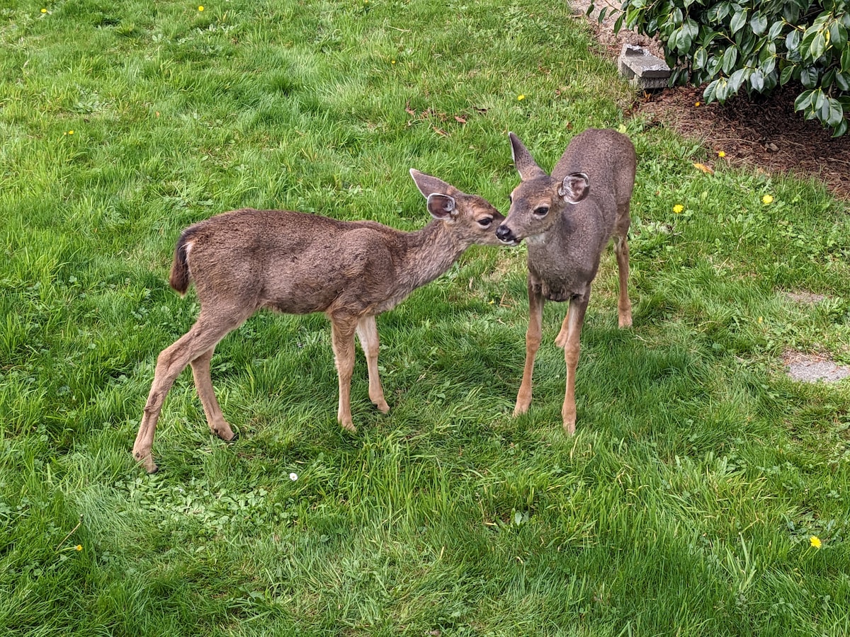 Two deer are seen interacting in a grassy area. The deer have slender bodies and are framed by vibrant green grass, which adds a natural element to the scene. The background is composed of shrubs, creating a serene and peaceful outdoor setting.