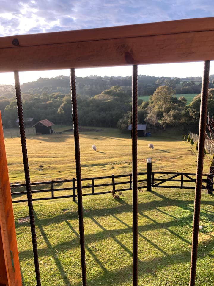 הכבשים הן השכנים שלנו! ♥️