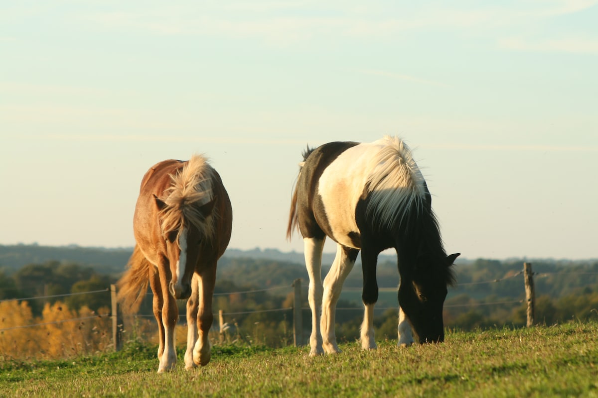 Two horses graze peacefully on a green pasture under a golden sky. One horse has a chestnut coat, while the other is black and white. A scenic view of rolling hills is visible in the background, enhancing the tranquil countryside atmosphere.
