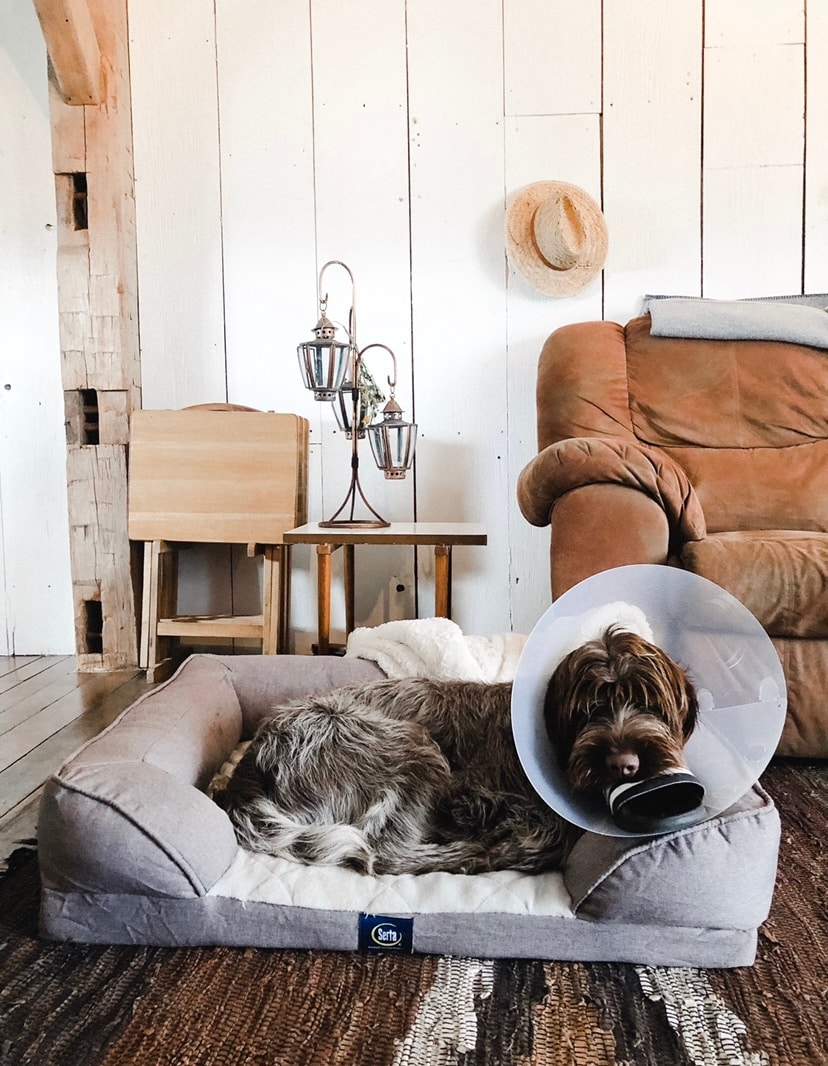 A dog rests comfortably in a plush bed with a protective collar. The surrounding area features soft furnishings, including a brown recliner and a wooden side table. Light wood walls and a decorative hat add to the cozy atmosphere.