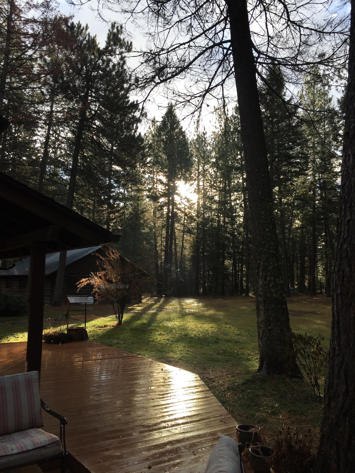 Sunlight filters through tall pine trees, casting dappled light on the soft, grassy area visible in the background. A wooden deck is partially shown in the foreground, complete with seating. The scene conveys a peaceful woodland environment.