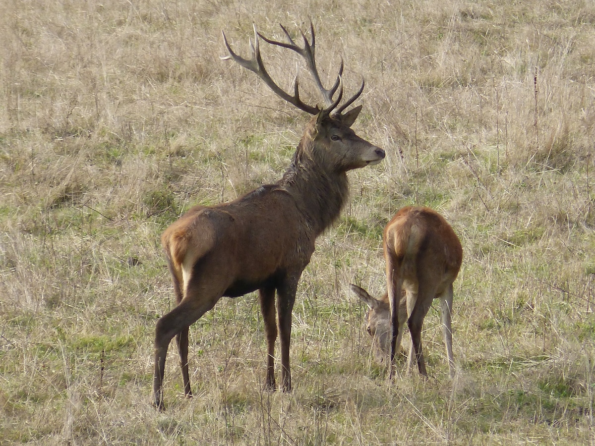 Two deer are seen in a grassy field. One deer stands with antlers prominent, while the other grazes with its back turned. The natural surroundings enhance a serene outdoor setting.