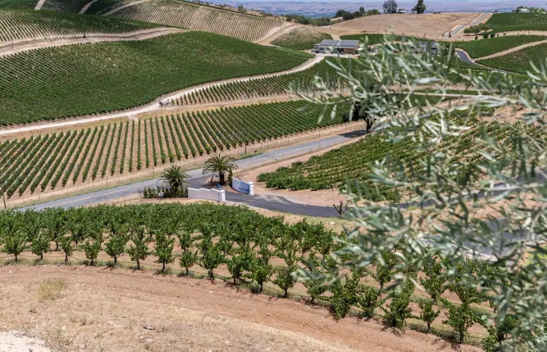 Lush vineyards are spread across rolling hills, showcasing various green grapevines. A winding road can be seen leading to a blue entrance gate, framed by rows of carefully planted trees. The landscape is adorned with distant rolling mountains under a clear sky.