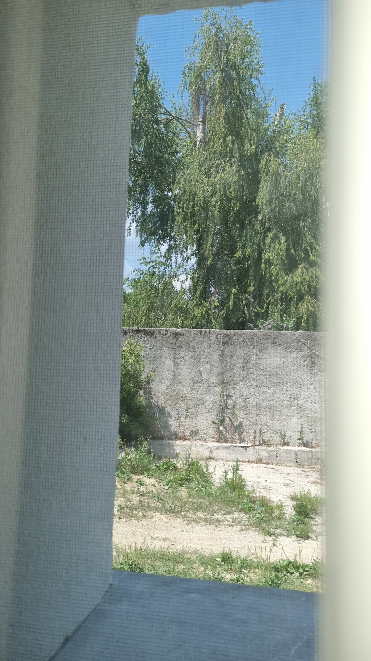 A view from the window shows a grassy area bordered by a textured concrete wall. Lush trees provide a natural frame to the scene, creating a sense of privacy and tranquility.