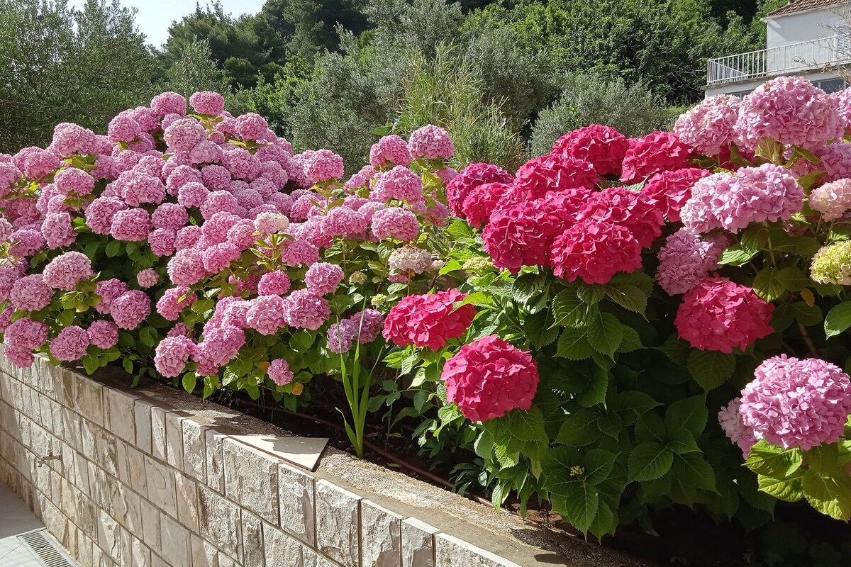 A vibrant garden features rows of blossoming hydrangeas in shades of pink and red, arranged along a stone wall. Lush green leaves complement the colorful flowers, adding a natural touch to the outdoor space.