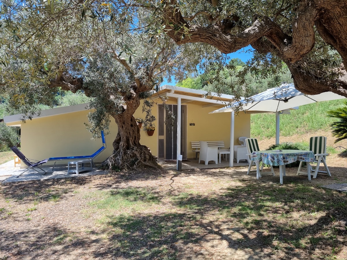 A charming yellow house sits shaded under a large olive tree, providing a serene outdoor space. A table with chairs is positioned to the side, while a sun lounger and a parasol add to the relaxing ambiance, surrounded by lush greenery.