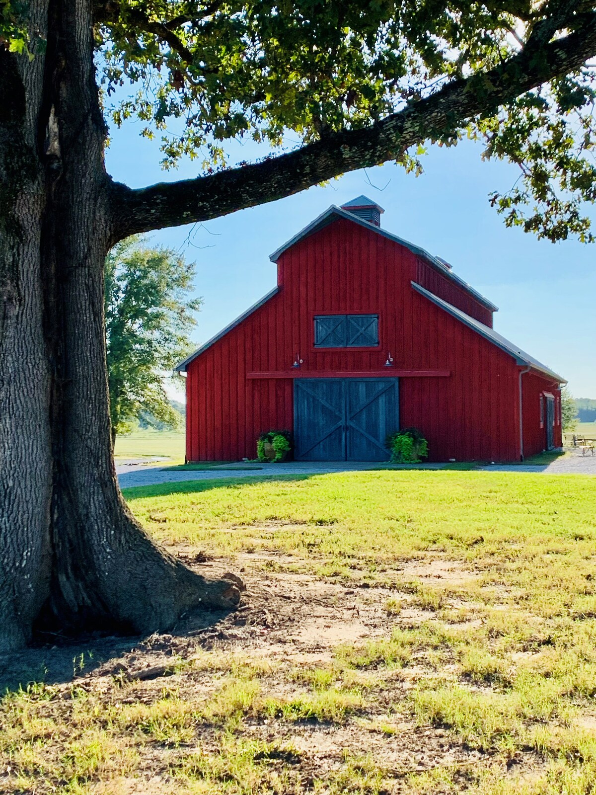 A vibrant red barn is framed by the trunk of a large tree, set against a clear blue sky. The barn features a gabled roof and double doors, with flower pots positioned at its entrance, surrounded by expansive green grass.