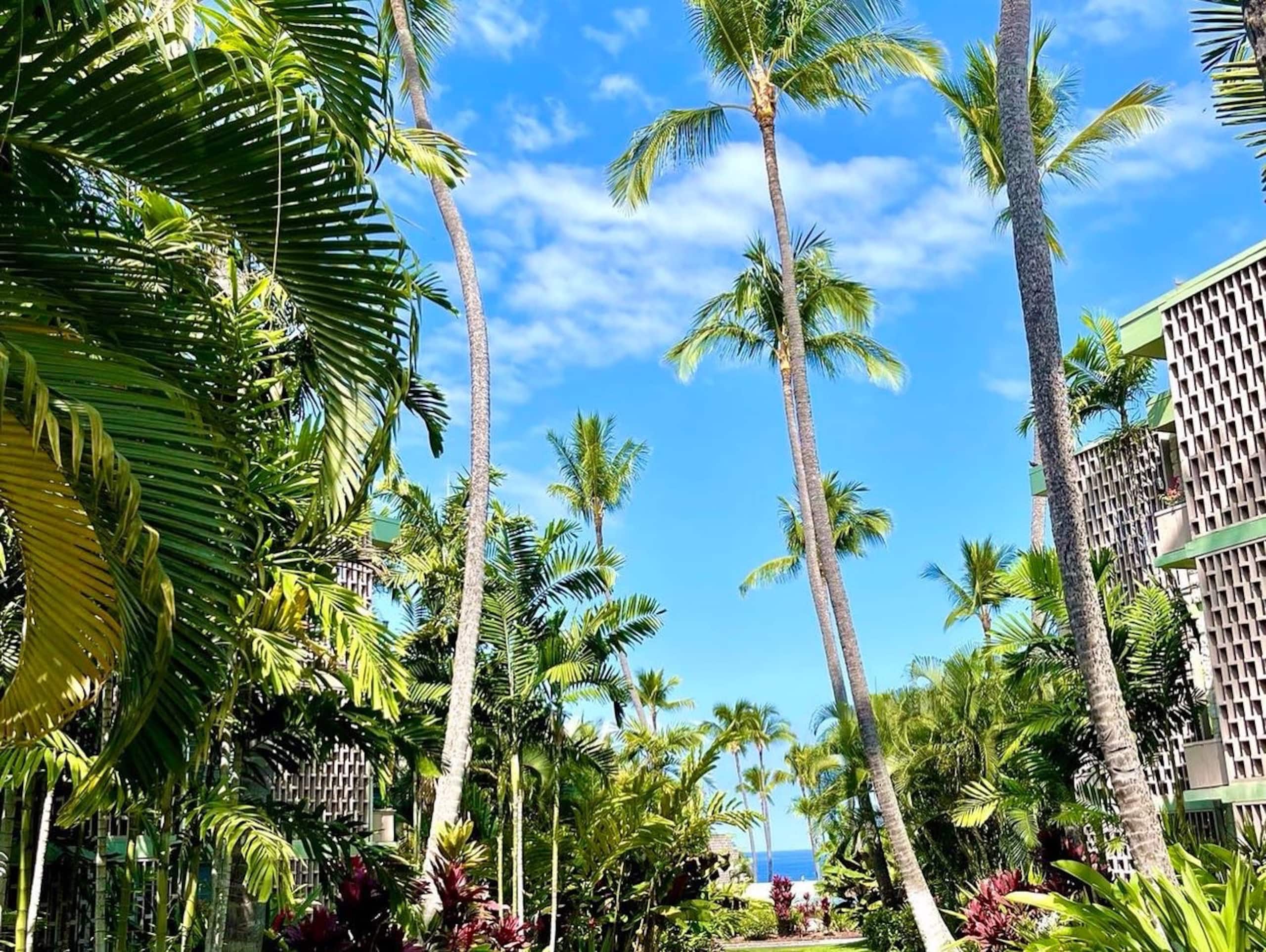 Condo in Kailua-Kona · ★4.86 · 1 bedroom · 3 beds · 1 private bath - Image 14