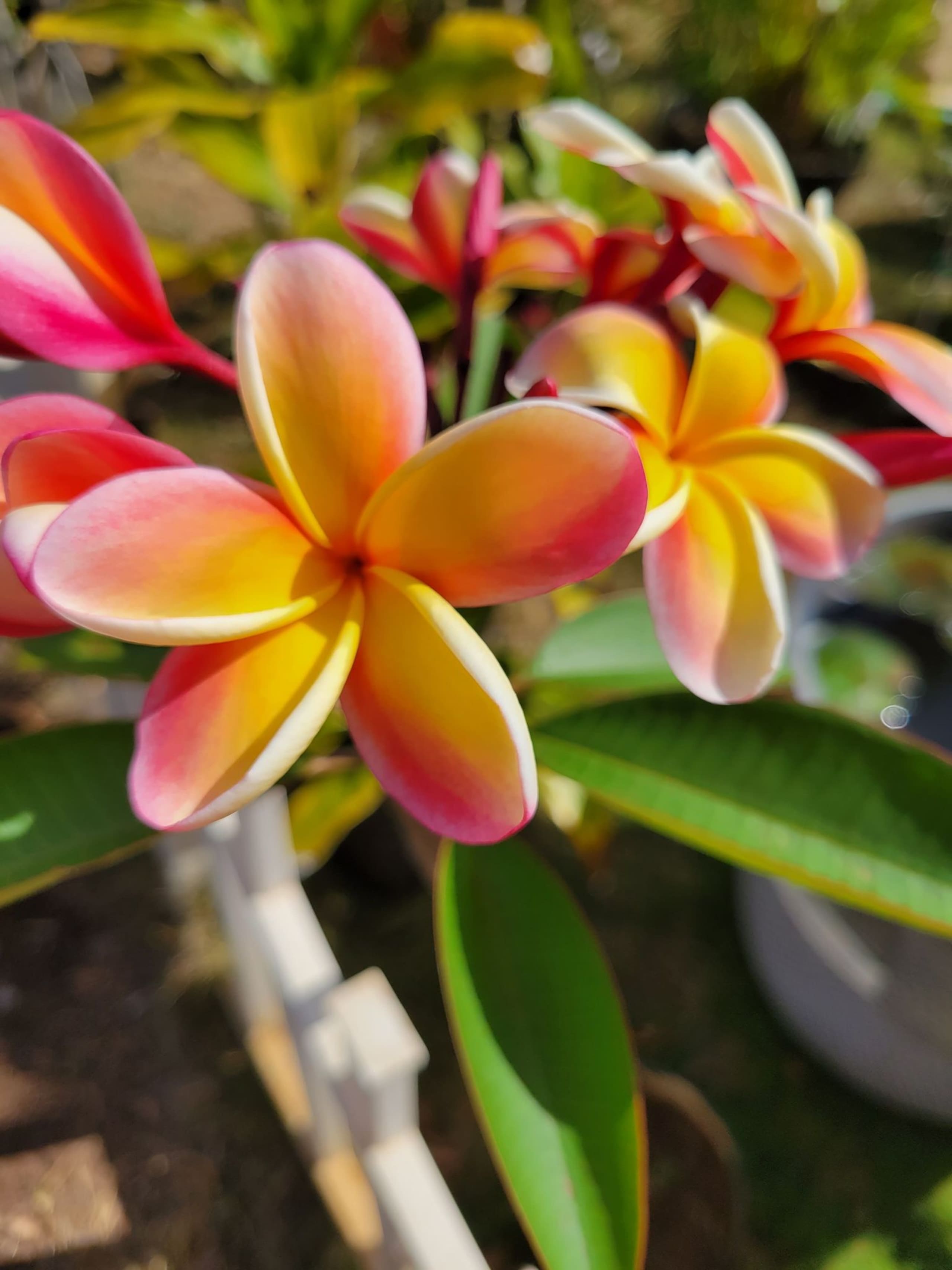 Condo in Kihei · ★4.96 · 1 bedroom · 2 beds · 1 shared bath - Image 29