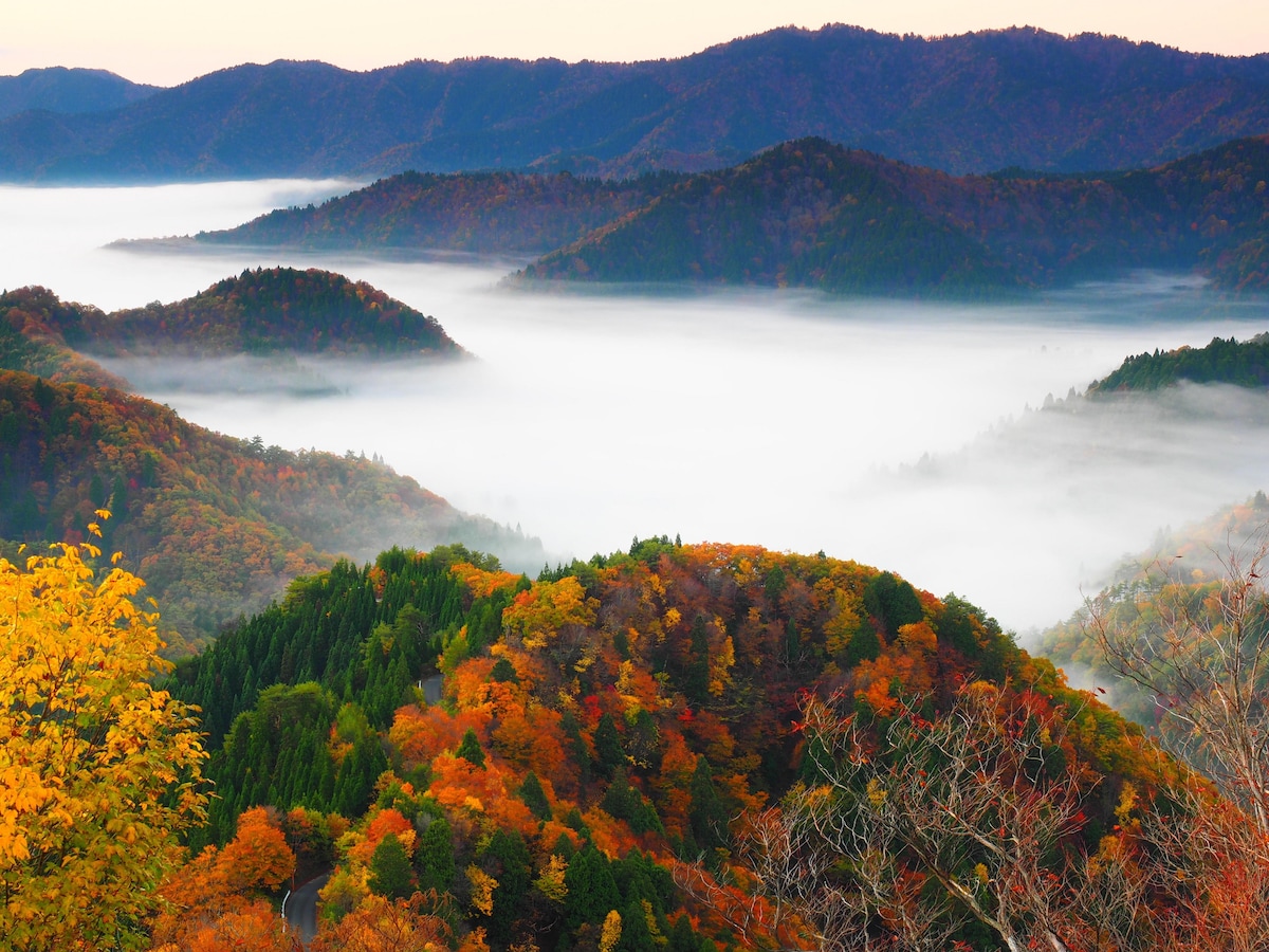 A misty landscape features rolling hills blanketed in lush green trees and vibrant autumn foliage. The mountains rise gently, creating a serene backdrop. A soft layer of fog weaves through the valleys, enhancing the tranquil atmosphere of the natural scenery.