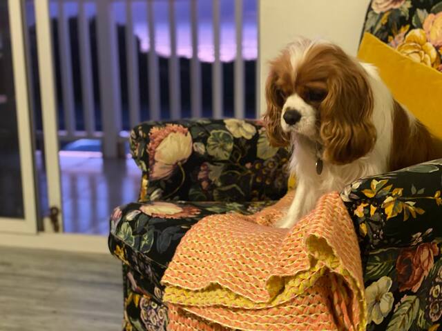 Pet friendly, views, beach, enclosed backyard! gallery image 5