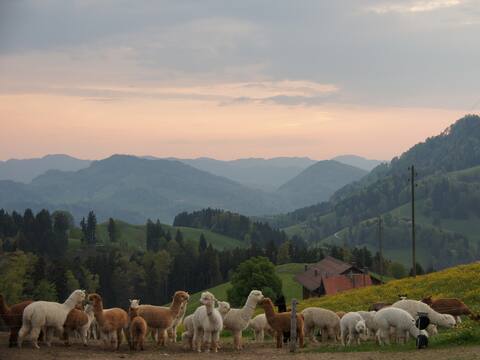 Alpaca Farm Holiday