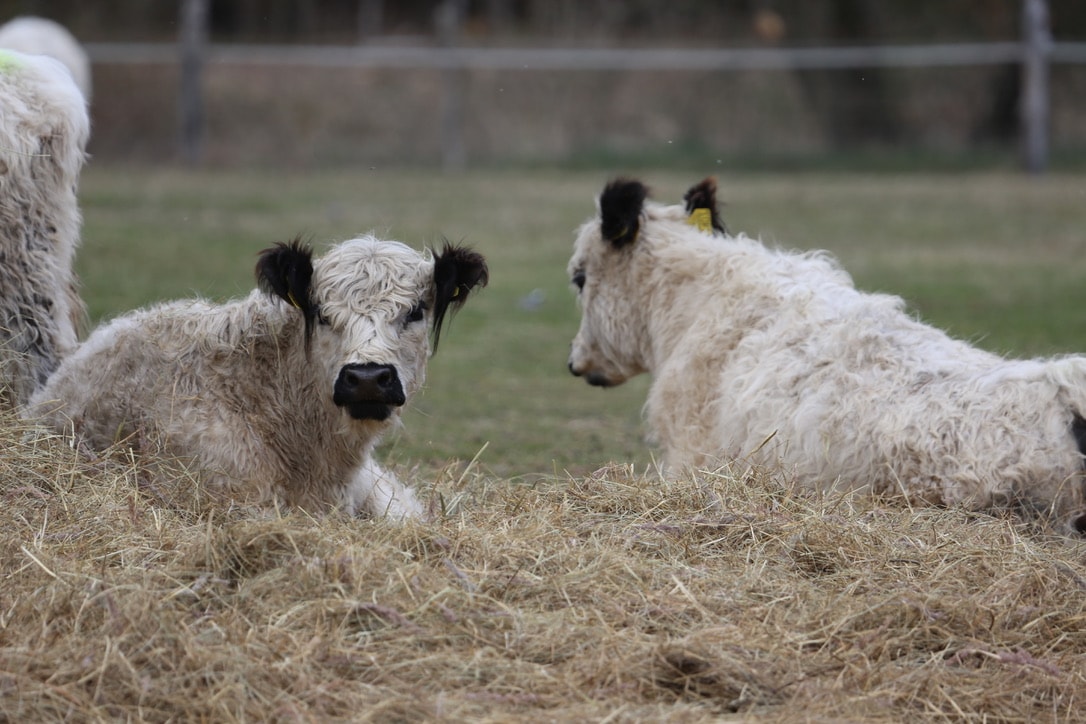 Two fluffy white calves are situated in a grassy field, one lying down and the other looking directly at the viewer. Dry hay is scattered around, creating a rustic atmosphere typical of a rural setting.